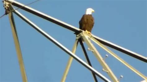 Its striking white head and tail and the sheer size of its wingspan (6 to 7 feet) make it hard. . Bald eagle sightings near me